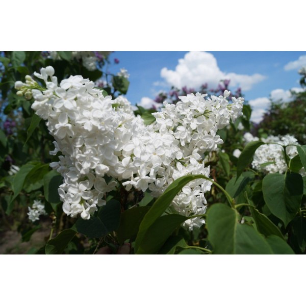 'Galina Ulanova' syringa vulgaris 'Galina Ulanova' syringa vulgaris