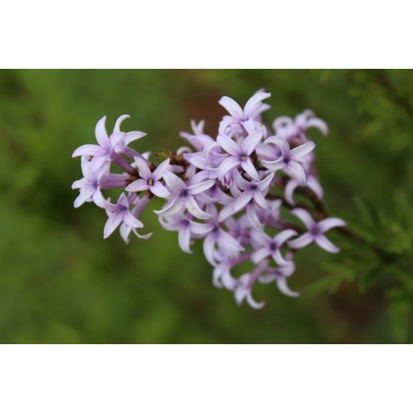 Syringa afganica (protolaciniata) Syringa afganica (protolaciniata)