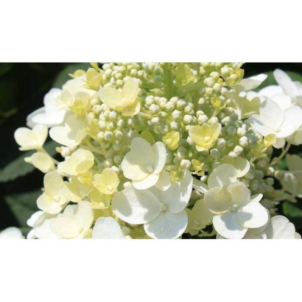 Hydrangea paniculata "Baby Lace" Hydrangea paniculata "Baby Lace"