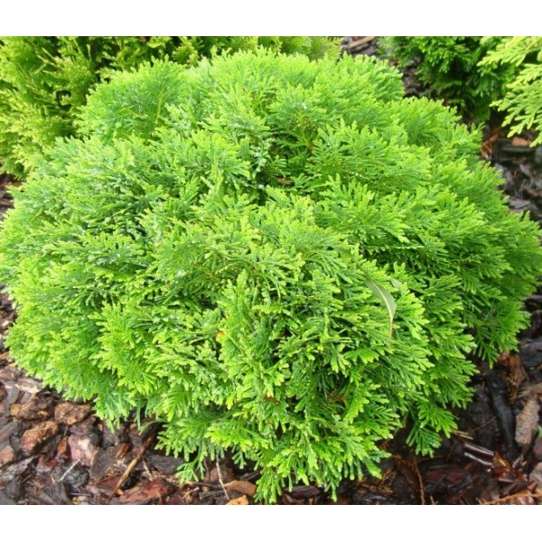 Thuja occidentalis 'Danica' Rietumu tūja 
