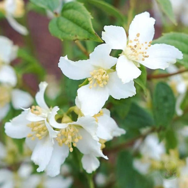 Philadelphus "Erectus" Philadelphus "Erectus"