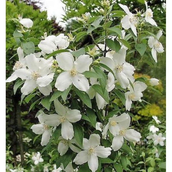 Philadelphus "Silberregen" Philadelphus "Silberregen"