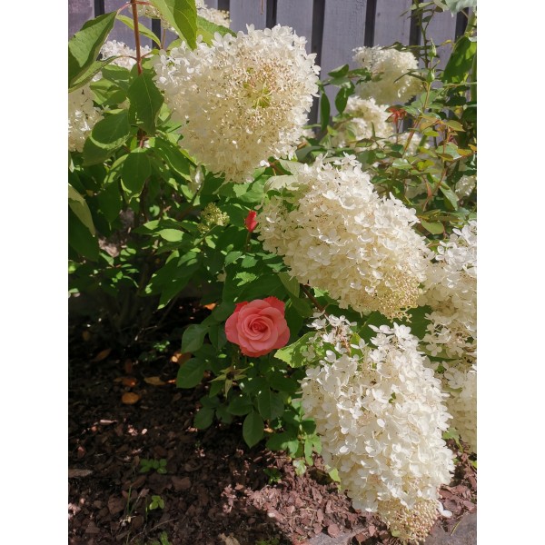 Hydrangea paniculata "Grandifloora" Hydrangea paniculata "Grandifloora"