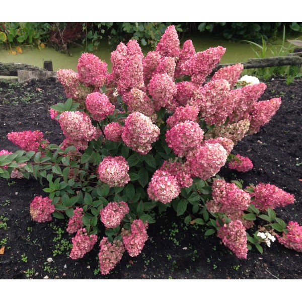Hydrangea paniculata "Sundae Fraise"