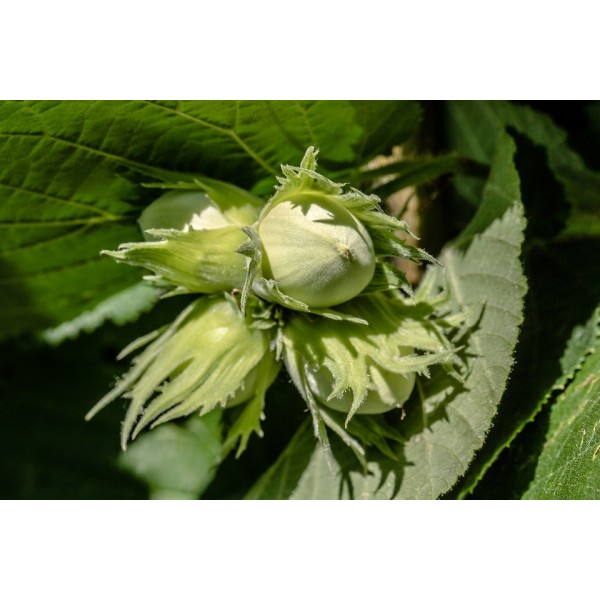 Corylus Avellana, parastā lazda