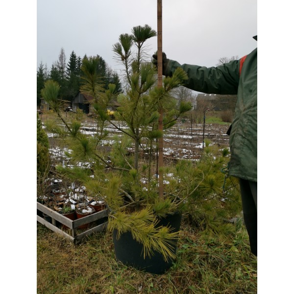Pinus coreana - Korejas ciedru priede Pinus coreana - Korejas ciedru priede