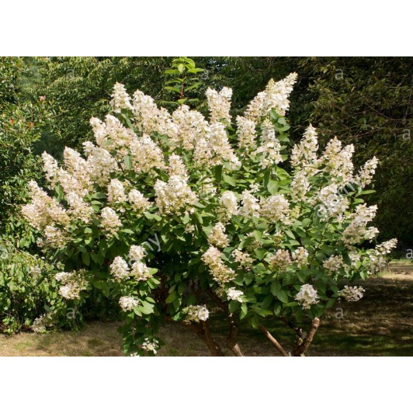 Hydrangea paniculata "Kyushu" Hydrangea paniculata "Kyushu"