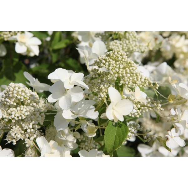 Hydrangea paniculata "Levana" Hydrangea paniculata "Levana"