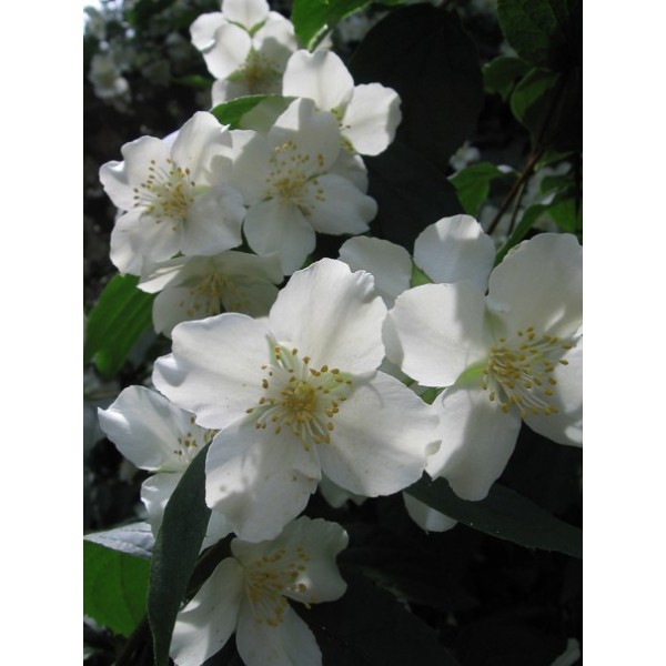 Philadelphus "Mont Blanc" Philadelphus "Mont Blanc"