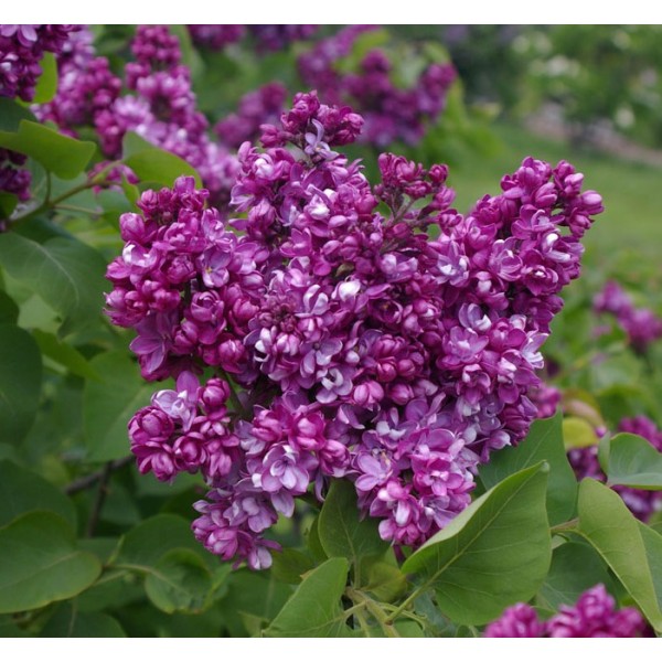 Syringa vulgaris "Paul Thirion"