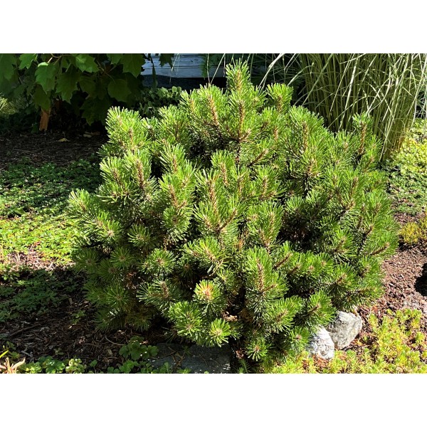 Kalnu priede Pinus mugo subsp. mugo 