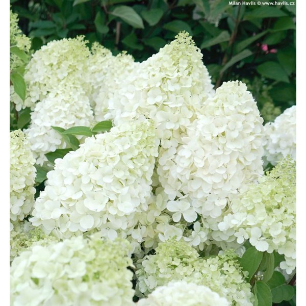 Hydrangea paniculata "Polar Bear" Hydrangea paniculata "Polar Bear"