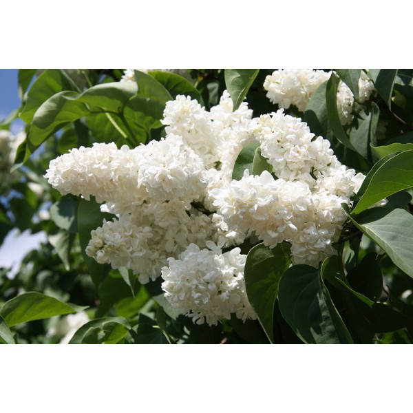 Syringa vulgaris "Princesse Clementine" Syringa vulgaris "Princesse Clementine"