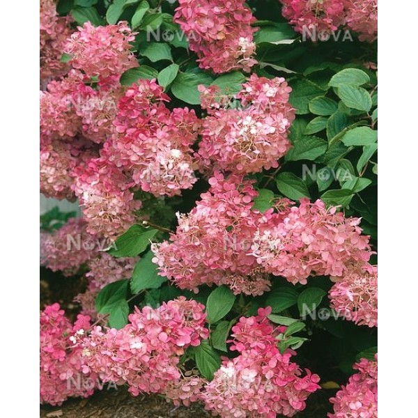 Hydrangea paniculata 'Ruby' Hydrangea paniculata 'Ruby'