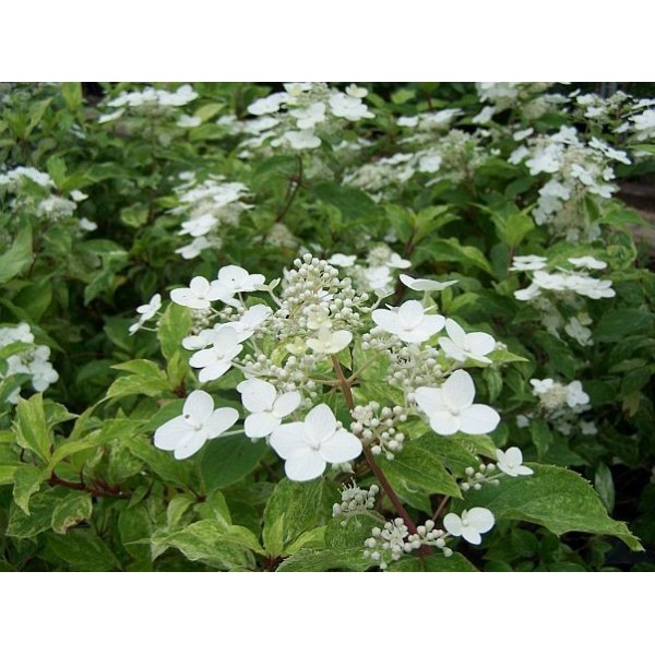 Hydrangea paniculata 'Shikoku Flash' Hydrangea paniculata 'Shikoku Flash'