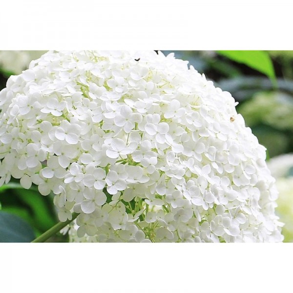 Hydrangea paniculata "Silver Dollar" Hydrangea paniculata "Silver Dollar"