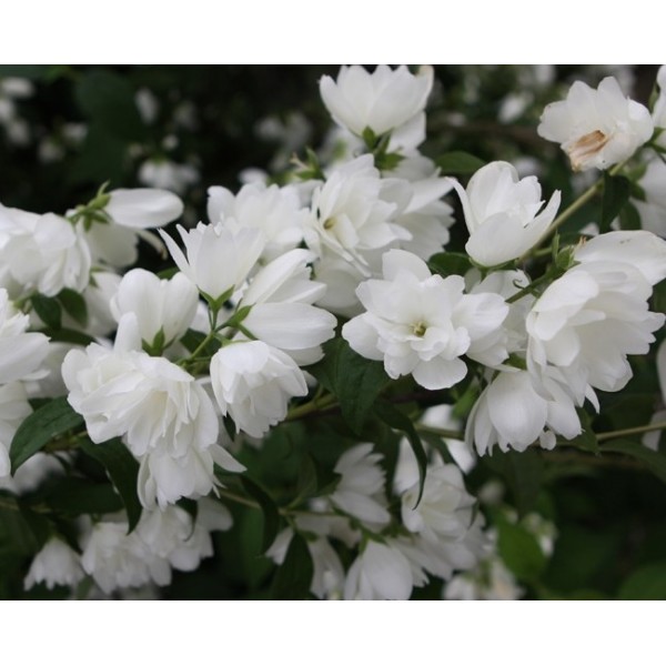 Philadelphus "Snowbelle" Philadelphus "Snowbelle"
