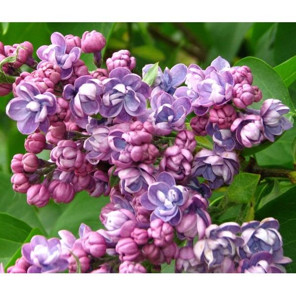Syringa vulgaris 'Ami Schott' Syringa vulgaris 'Ami Schott'