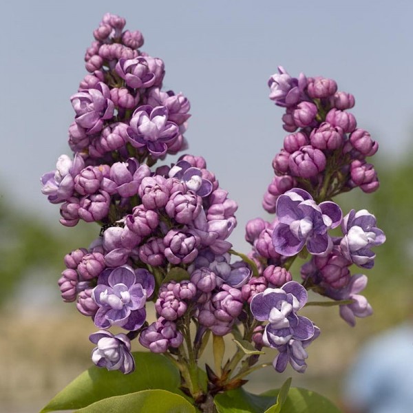 'Tribute to Vavilov' syringa vulgaris 'Tribute to Vavilov' syringa vulgaris