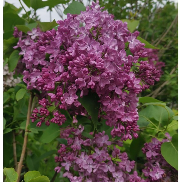''TTT'' Syringa vulgaris