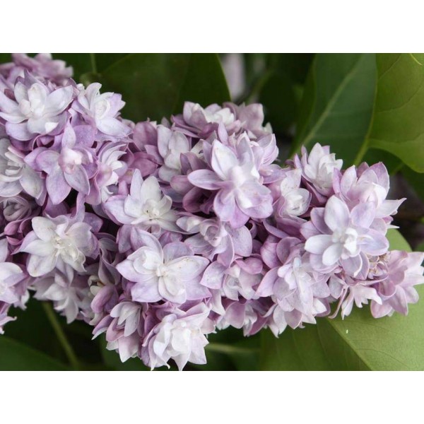 ''Taras Buļba'' Syringa vulgaris ''Taras Buļba'' Syringa vulgaris