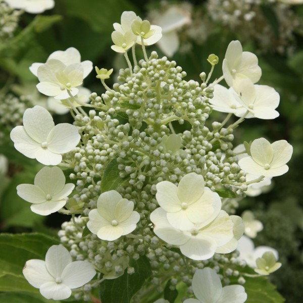 Hydrangea paniculata "Tardiva" Hydrangea paniculata "Tardiva"