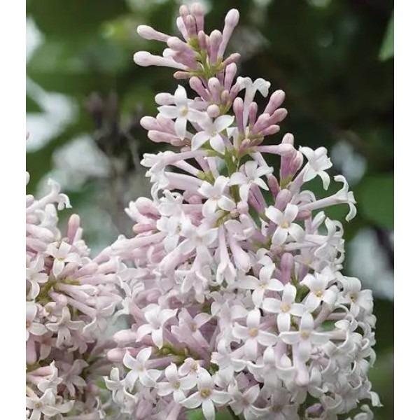 Syringa Villosa Matainais ceriņš Syringa Villosa Matainais ceriņš