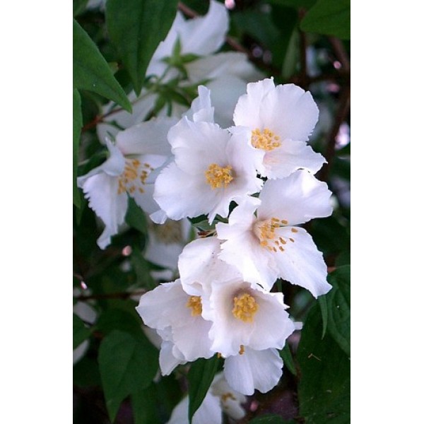 Philadelphus "Belle Etoile" Philadelphus "Belle Etoile"