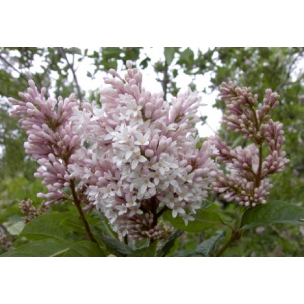 ''Rosea'' Syringa microphylla ''Rosea'' Syringa microphylla