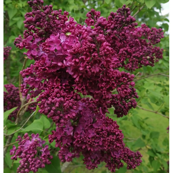 ''Znamja Ļeņina'' Syringa vulgaris ''Znamja Ļeņina'' Syringa vulgaris