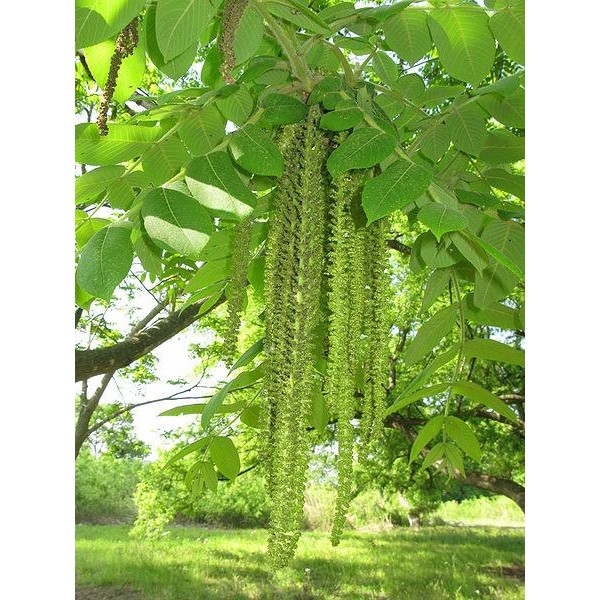 Juglans Mandzurica - Mandžūrijas riekstkoks