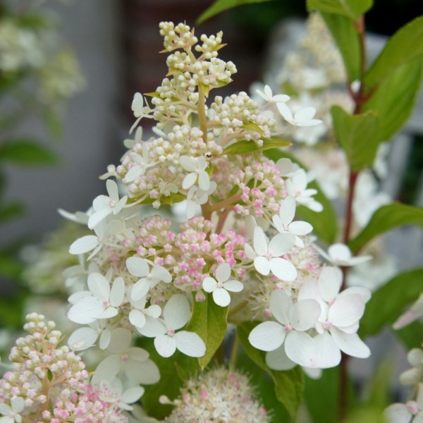 Hydrangea paniculata "Confetti"