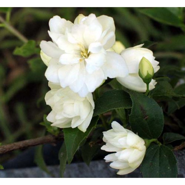 Philadelphus "Minesota Snowflake" Philadelphus "Minesota Snowflake"