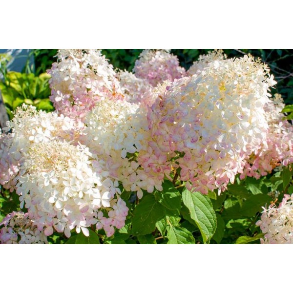 Hydrangea paniculata "Phantom" Hydrangea paniculata "Phantom"