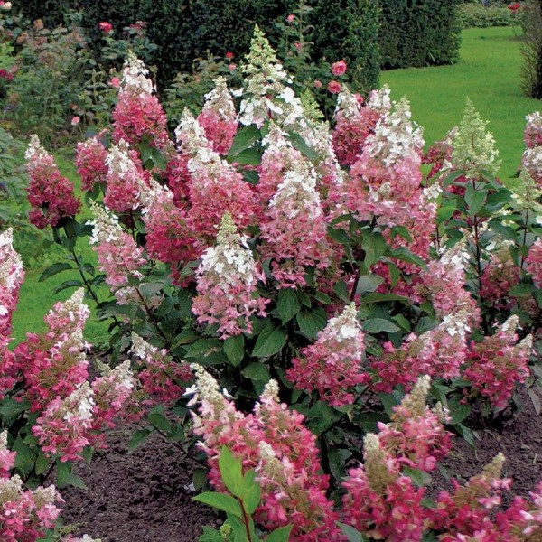 Hydrangea paniculata "Pinky Winky" Hydrangea paniculata "Pinky Winky"