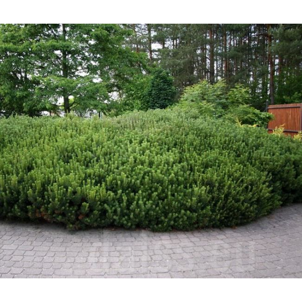 Pinus mugo  var. pumilo Kalnu priede