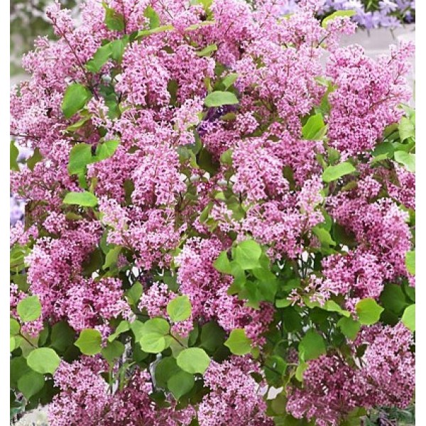 Syringa meyeri 'Flowerfesta Pink' Syringa meyeri 'Flowerfesta Pink'