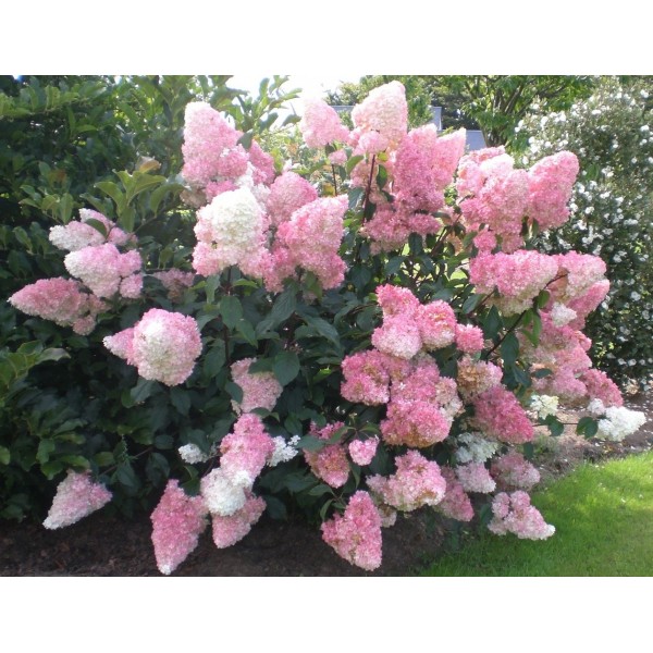 Hydrangea paniculata "Vanille Fraise" Hydrangea paniculata "Vanille Fraise"